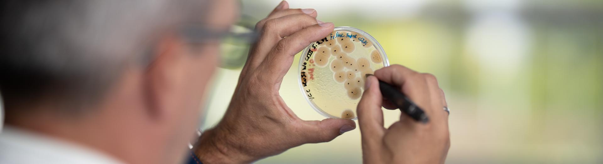 Forscher markiert in Petrischale die wachsende Zellkulturen