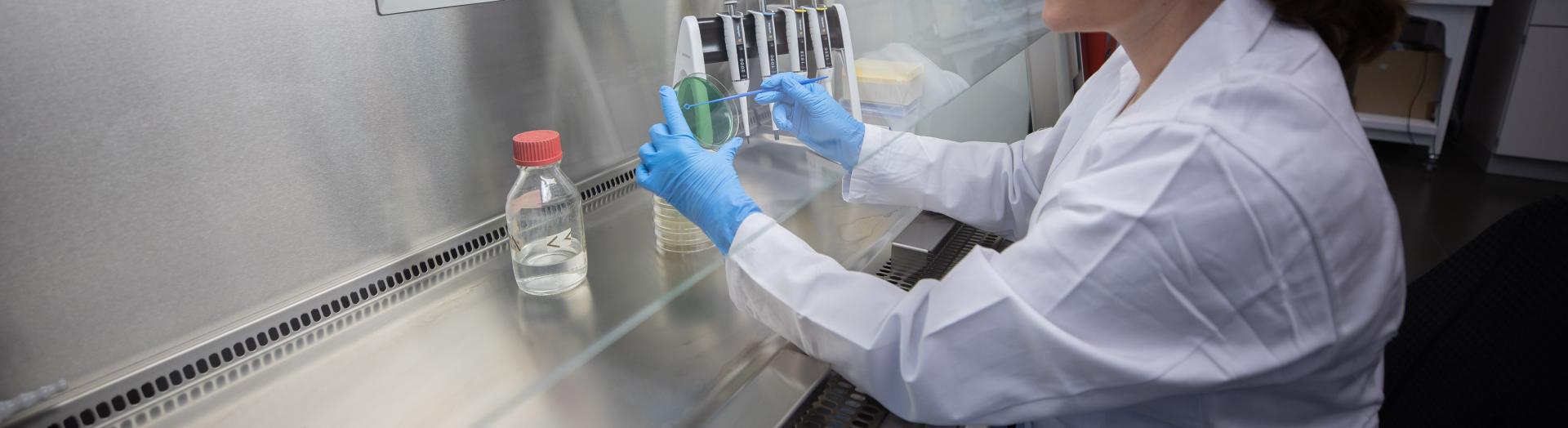 Forscherin bestreicht Petrischale