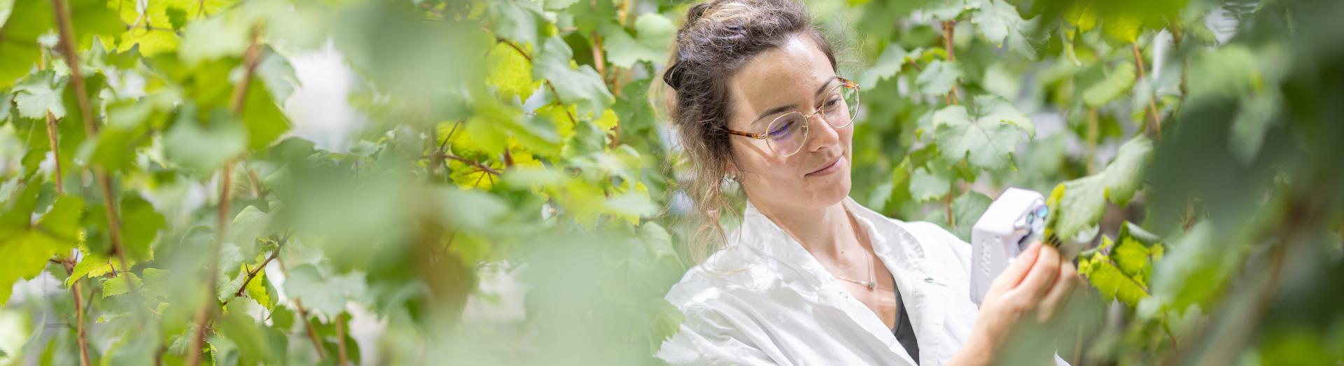 Junge Dame forscht an Weinreben