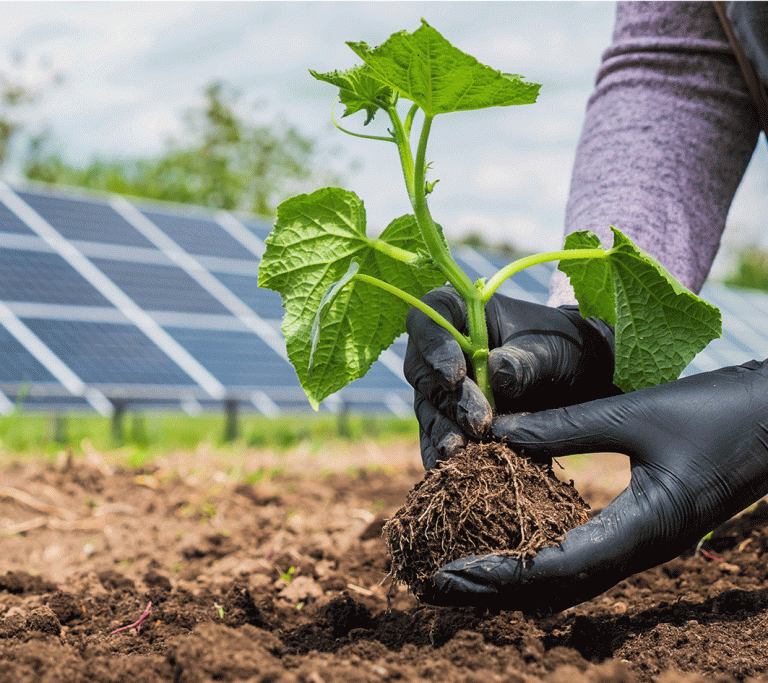 Eine Person pflanzt eine Zucchini auf einem Feld an mit Photovoltaik Anlage im Hintergrund