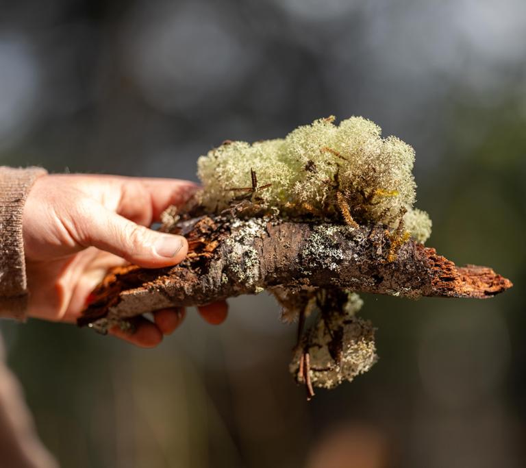 Hand hält einen bewachsenen Ast
