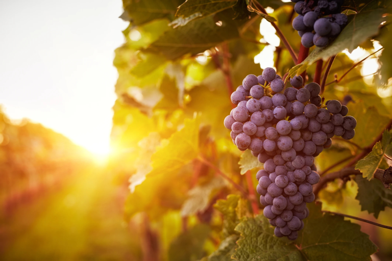 Weintraube hängt auf Weinrebe