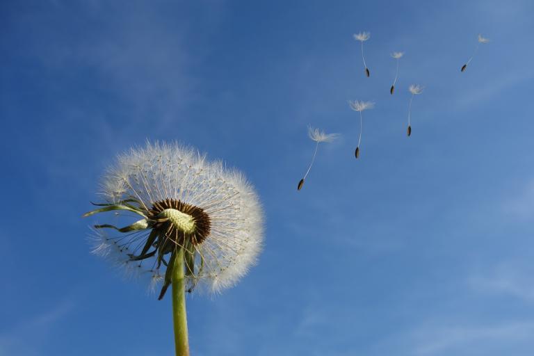 Löwenzahn dandelion