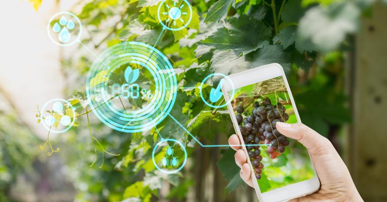 Weinpflanzen mit Augmented Reality