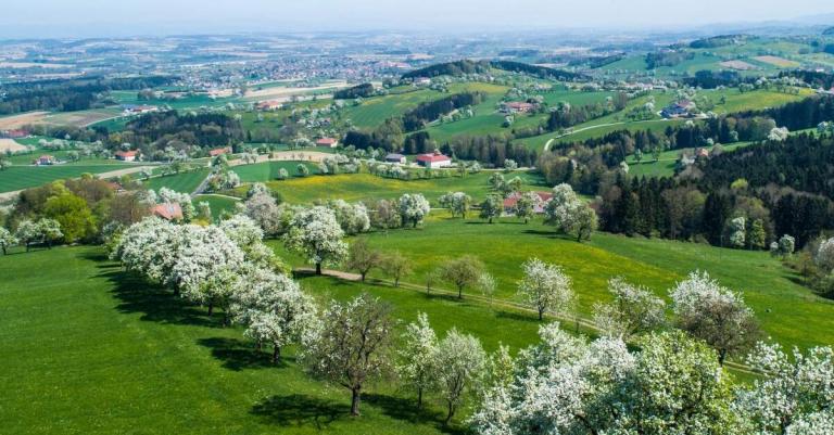 hügelige Landschaft mit vielen blühenden Bäumen
