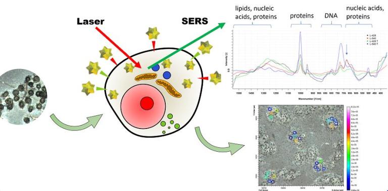 Grafik SERS