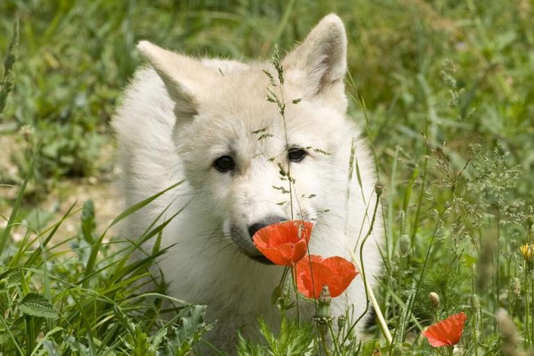Wolf-Welpe