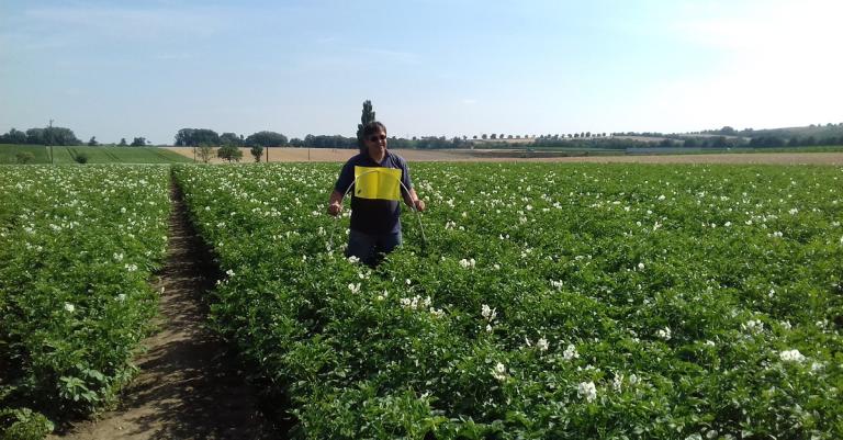 Mann schreitet durch blühendes Kartoffelfeld