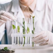 Dame arbeitet mit kleinen Pflanzen in Teströhrchen