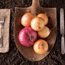 Zwiebel auf einem Holzbrett und Besteck