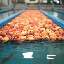 Äpfel in Wasserbecken