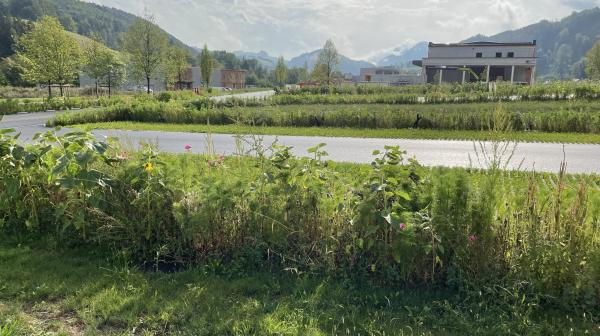 Grünraumgestaltung Wirtschaftspark Kreilhof