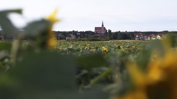 Sonnenblumenfeld mit Poysdorfer Kirche im Hintergrund