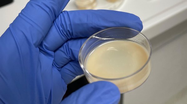Hand hält ein Reagenzglas mit Flüssigkeit