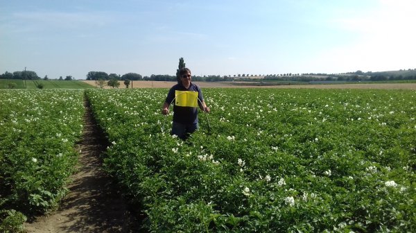 Stolburbekämpfung in den Gemüsefeldern