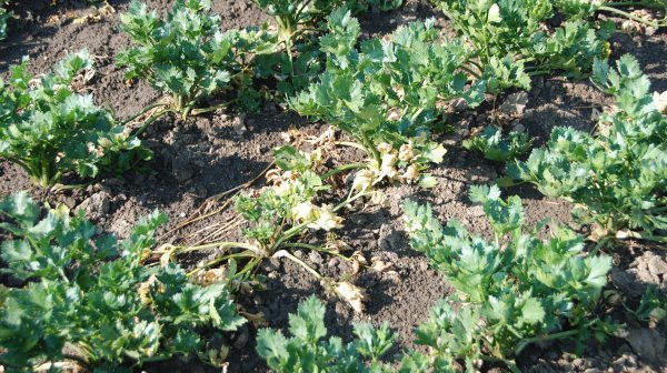 Stolbur bei Kartoffelpflanzen