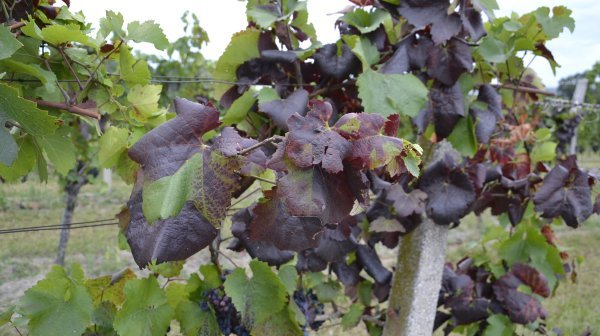 Stolbur auf Weinreben