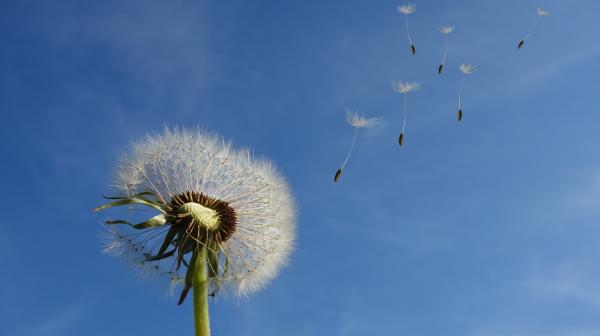 Löwenzahn dandelion