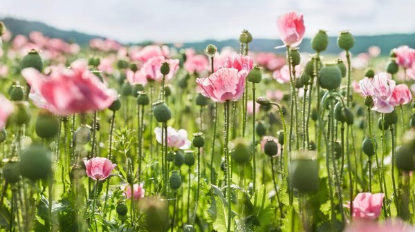 Mohnblüte