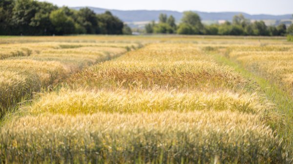 Getreidefeld
