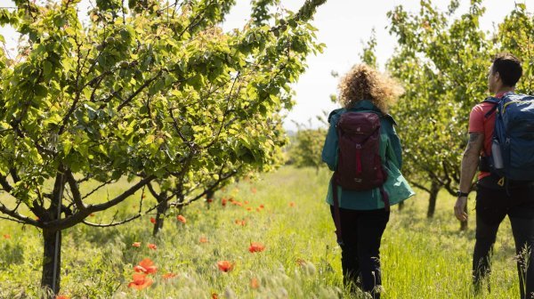 zwei Wandernde marschieren durch einen Marillen-Obstgarten
