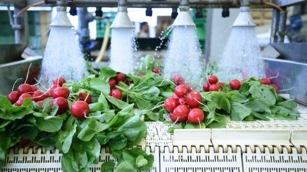 Radieschen werden maschinell gewaschen