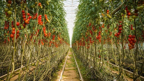 Plantage mit Tomaten