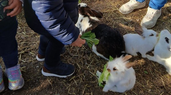 Kinder stehen mit Erwachsenen in einem Kaninchengehege und füttern sie mit Salatblättern