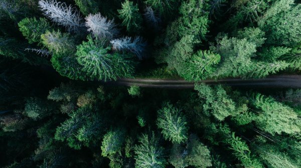 Wald aus der Vogelperspektive