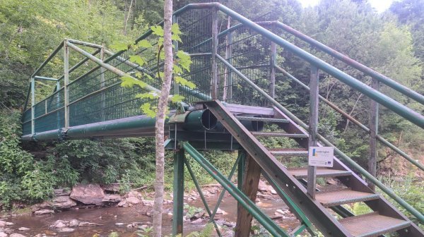 Grüne Metall-Fußgängerbrücke mit Treppe und Geländern, die über einen flachen, steinig fließenden Bach führt. Die Brücke steht in einer dichten, grünen Wald- und Buschlandschaft.