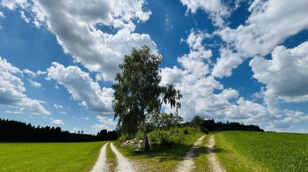 landschaftlicher Weg im Waldviertel