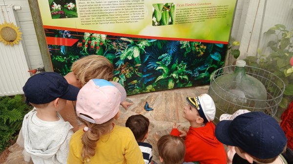 Kindergartenkinder beim Bestaunen von Schmetterlingen im Schmetterlingshaus in Tattendorf
