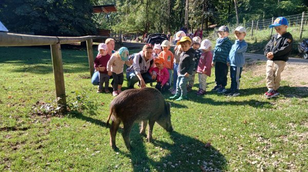 Eine Gruppe von Kindern steht auf einer Wiese im Freien und beobachtet ein Wildschwein das vor ihnen steht. Im Hintergrund sind Bäume, ein Gebäude und weitere Personen zu sehen.