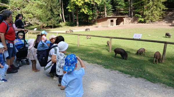 Kinder und Begleitpersonen stehen an einem Zaun und beobachten mehrere Wildschweine auf einer eingezäunten Wiese. Im Hintergrund sind Bäume, ein Stallgebäude und Informationstafeln zu sehen.
