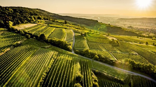 Luftaufnahme einer hügeligen Weinlandschaft bei tief stehender Sonne.