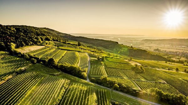 Luftaufnahme einer hügeligen Weinlandschaft bei tief stehender Sonne.