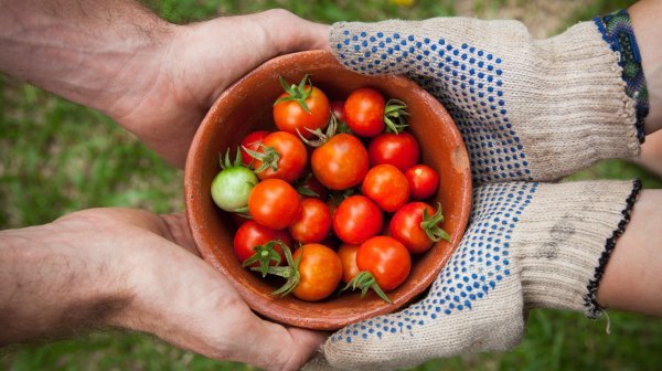 Eine Schüssel Tomaten wir von zwei Personen getragen