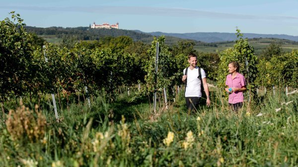 2 Wanderer zwischen Weinreben