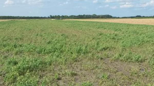 Ernteausfall Grünerbse