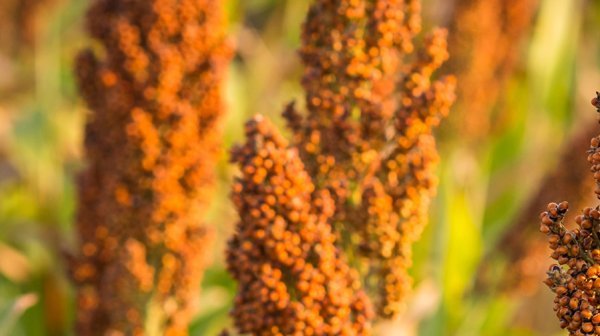Sorghum-Feld