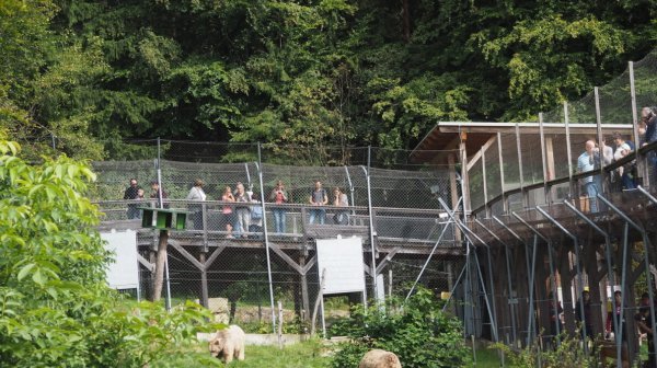 Besuchersteg im BÄRENWALD Arbesbach