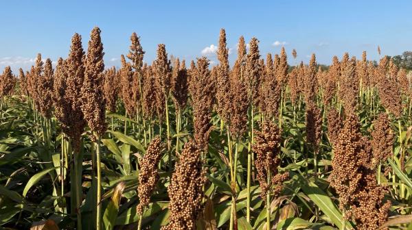 Feld der Sorghumpflanze