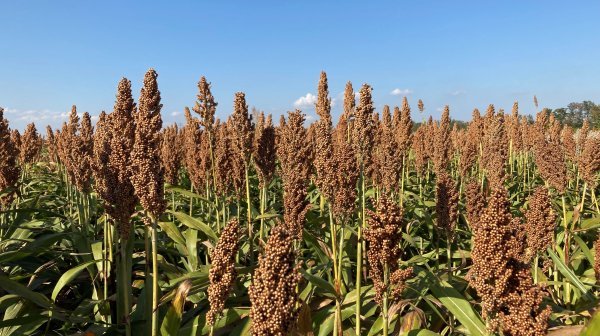 Feld mit Sorghumpflanzen