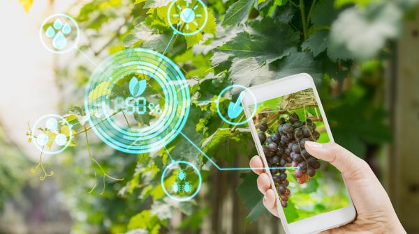 Weinpflanzen mit Augmented Reality
