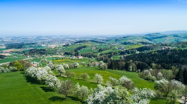 hügelige Landschaft mit vielen blühenden Bäumen