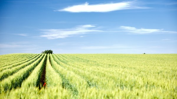 großes Getreidefeld bis zum Horizont