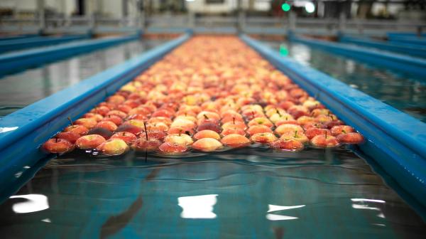 Äpfel in Wasserbecken