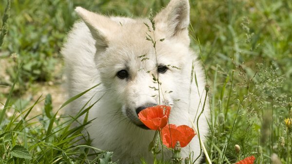 kleiner Wolf schnuppert an Mohnblume