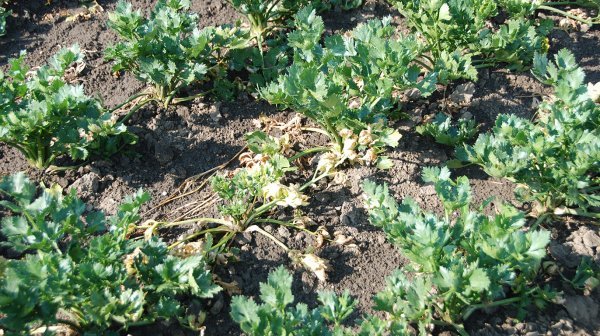 Stolburbefall Sellerie