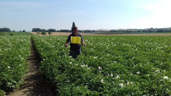 Mann schreitet durch blühendes Kartoffelfeld